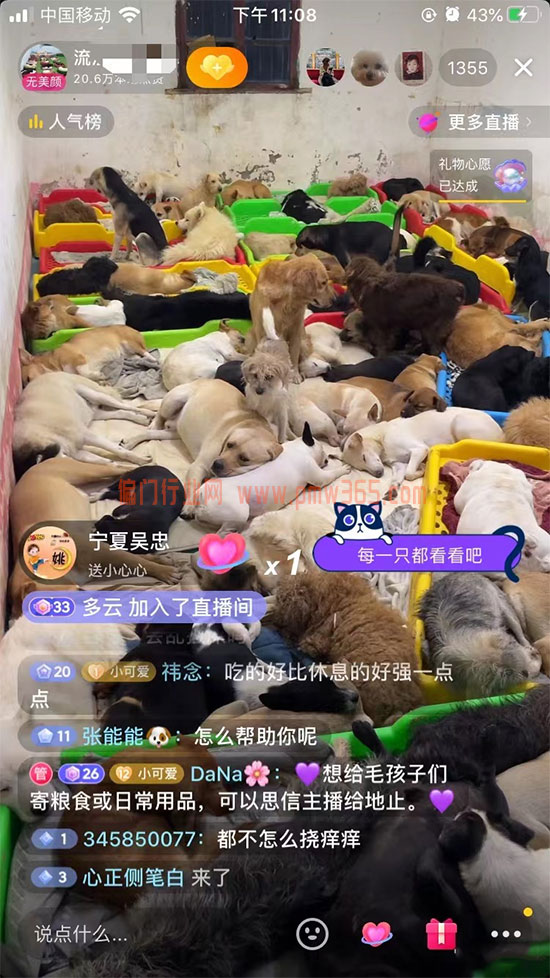 利用大众爱心，同情心，流浪狗玩直播涨粉赚钱-壹度创客网