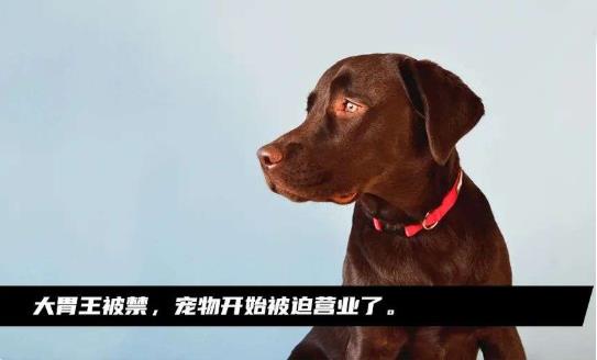 宠物吃播：揭秘宠物经济,宠物暴利生意内幕-壹度创客网