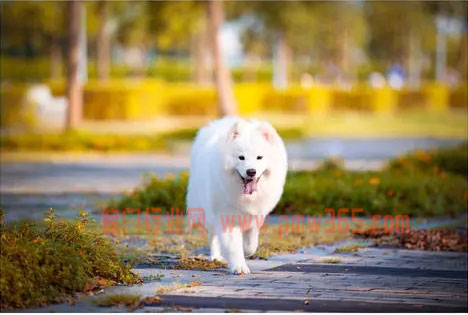 寻找宠物一个比较小众偏门的项目-壹度创客网